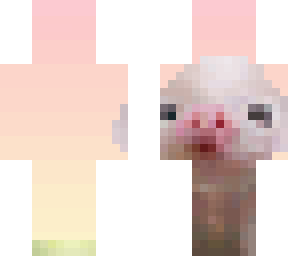 p i g g i e