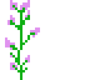 lilac flower