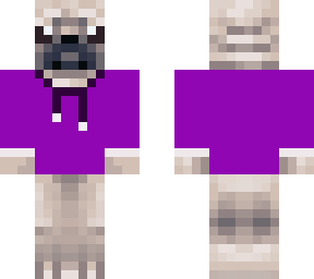 pug with a purple sweater