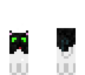 ash the kitty