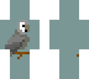 grey parrot