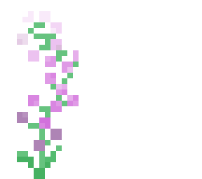 lavender