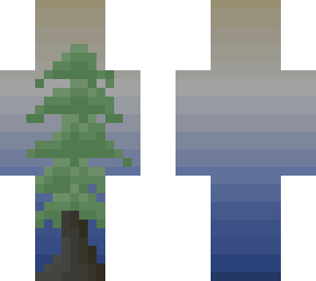 fir with sky
