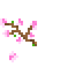 cherry blossoms