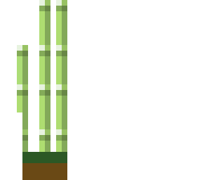 sugar cane