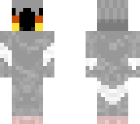 grey parrot