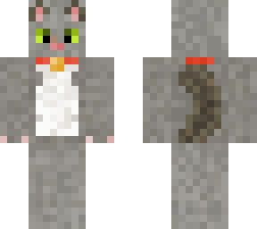 gray house cat