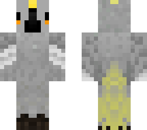 gray parrot