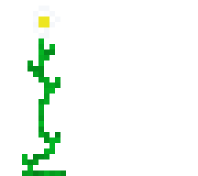 daisy