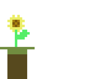 sunflower * . * night time