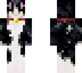 black and white cat with collar