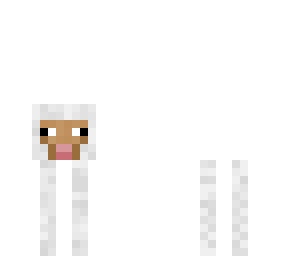 sheep