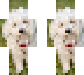 doggo