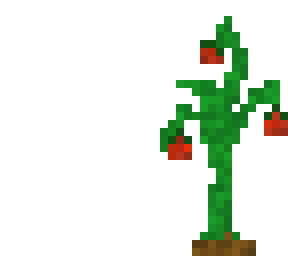 tomato plant