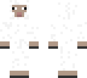 sheep white