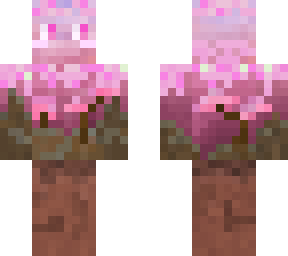 cherry blossoming