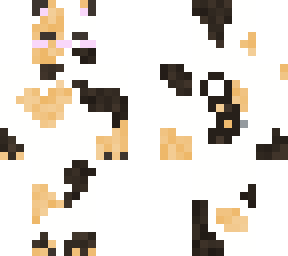 calico cat