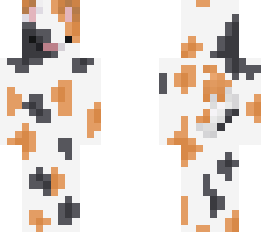 calico cat