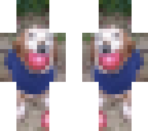 apple dog