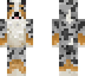 merle australian shepherd