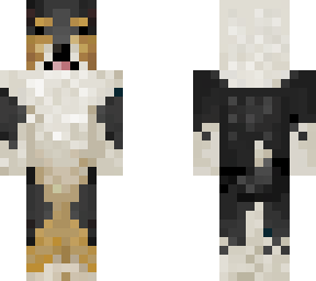 tri color collie