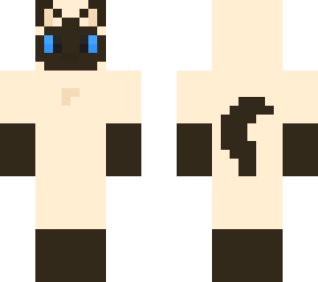 siamese cat