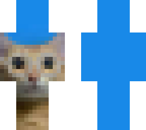 catglasses