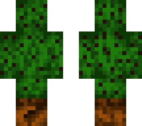 cactus without a flower