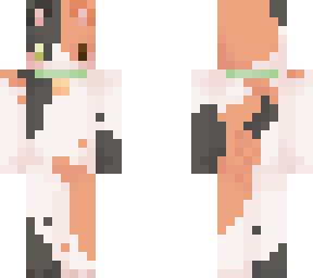 calio cat with collar