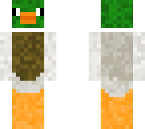 a mallard duck